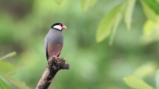 Java Sparrow action in breeding season
