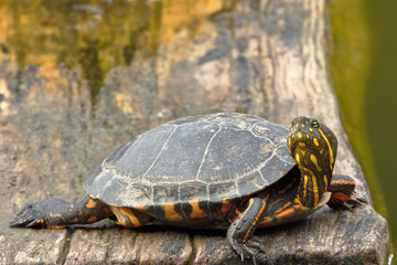 Tortuga de orejas rojas (Trachemys scripta elegans)