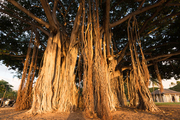 Banyan Tree in Waikiki Beach, Hawaii