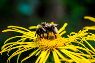 Photo of yellow wild flower with bumblebee in Carpathian mountains