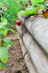 A single ripe red strawberry growing over a wooden planter.