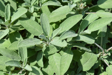 Salbei