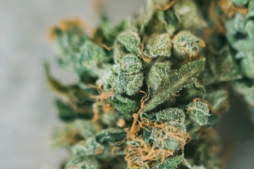 1385787 marijuana, cannabis macro trichomes thc flower Sativa and Indica. Concepts the legalization...