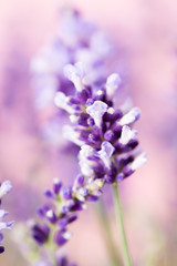 Lavender flowers.