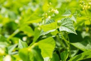 Bean growing in garden