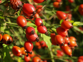 Rose Hip