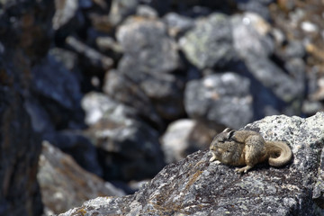 Vizcacha (Lagidium viscacia)