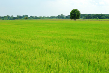 Obraz premium Green rice field.