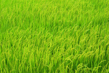 Green rice field.