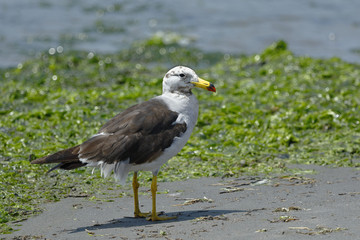 Gaviota peruana (Larus belcheri)