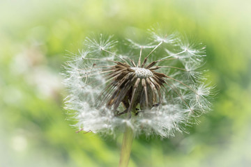 Pusteblume