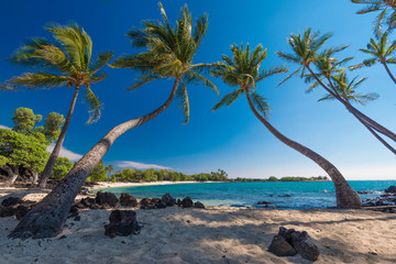 Obraz premium Group of Coconut Palm Trees at a Sandy Beach, Big Island, Hawaii