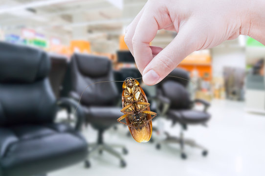 Hand holding cockroach in the shopping mall,eliminate cockroach in office equipment