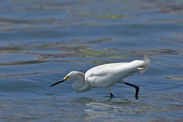 Garceta nívea (Egretta thula)