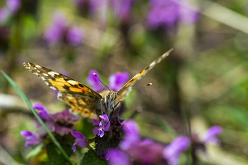 Yellow butterfly on a green field