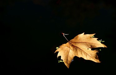 Leaf tree over the lake