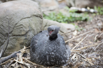 Crested Screamer Nesting