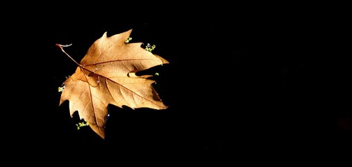Leaf tree over the lake