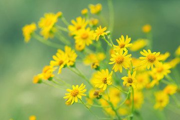 Yellow meadow flowers on a green background. Autumn flowers, selective soft focus