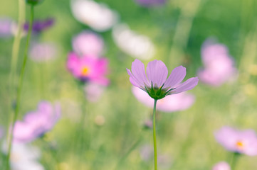 Gently pink cosmeces in the open air. Soft focus.