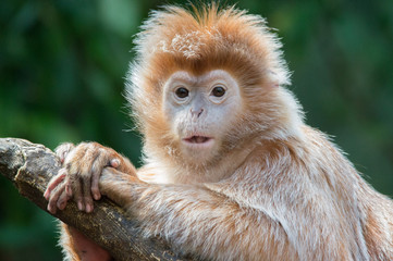 Ebony Langur Monkey Surprise Face
