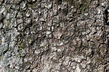 textura corteza