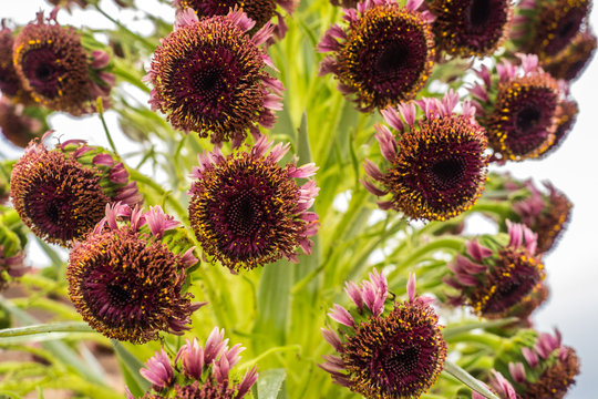 SILVERSWORD'S FLOWERS