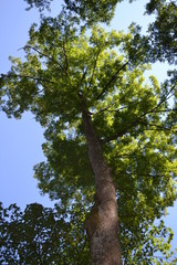 Baum