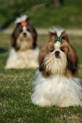 Two Shih Tzu Dogs