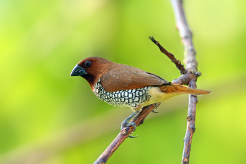 The scaly-breasted munia or spotted munia (Lonchura punctulata), known in the pet trade as nutmeg mannikin or spice finch sitting on the branch with green background