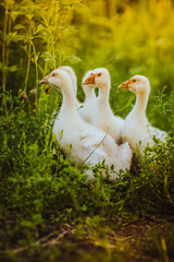 Five young goose together sit in the grass