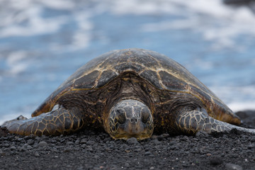 Green Turtle resting at a Beach with Black Sand, Big Island, Hawaii