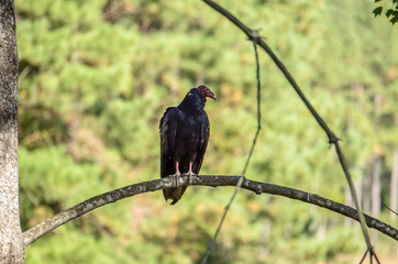 One red vulture in Virginia perched on a tree branch