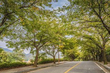 Obraz premium road of tree