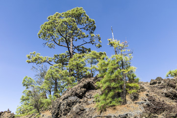 Pine trees in the Teide national Park Tenerife, Spain at the vulcano Chinyero reconquering the lava.