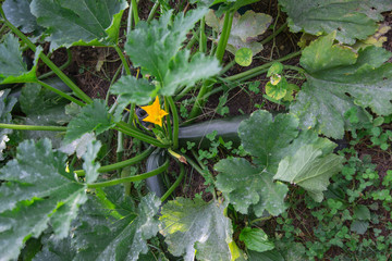 Courgettes