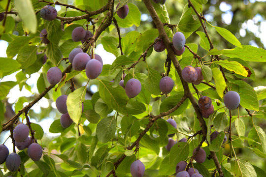 Prunes