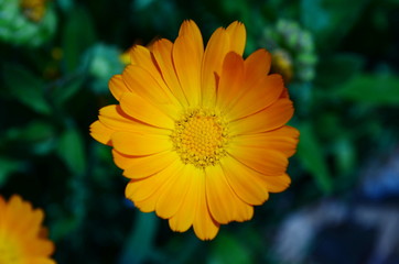 Obraz premium opened Bud of yellow and orange flower, top view, closeup