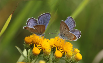 Two moth on yellow flowers...