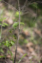 Eastern Pondhawk Dragonfly