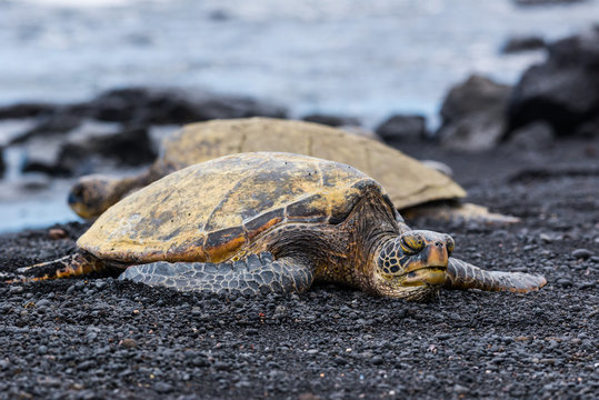 Green Turtles resting at a Beach with Black Sand, Big Island, Hawaii