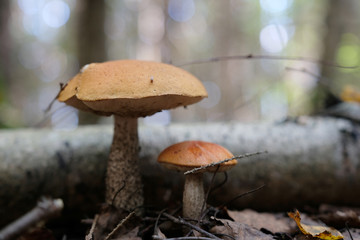 boletus red in forest. Leccinum aurantiacum
