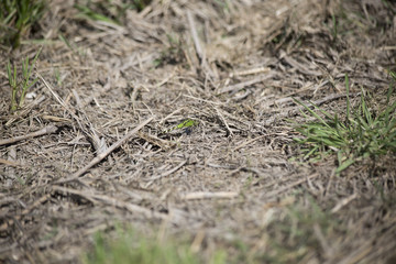Eastern Pondhawk Dragonfly