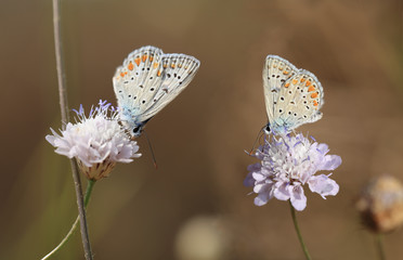 Two moth on yellow flowers...