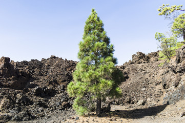 Fototapeta na wymiar Pine trees in the Teide national Park Tenerife, Spain at the vulcano Chinyero reconquering the lava.