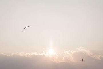 Gull