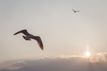 Gull