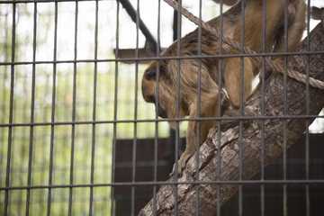 Fototapeta na wymiar Female Howler Monkey