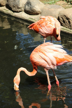 Fototapeta Flamingo.