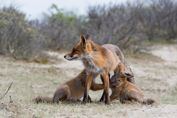 Fox with cubs